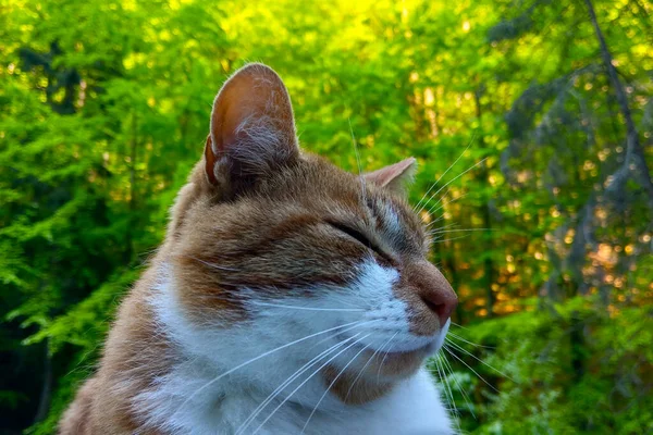 Close Domestic Cat Eyes Closed — Stock Photo, Image