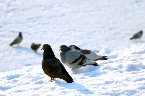 Pombos Sentam Neve Dia Ensolarado Inverno — Fotografia de Stock