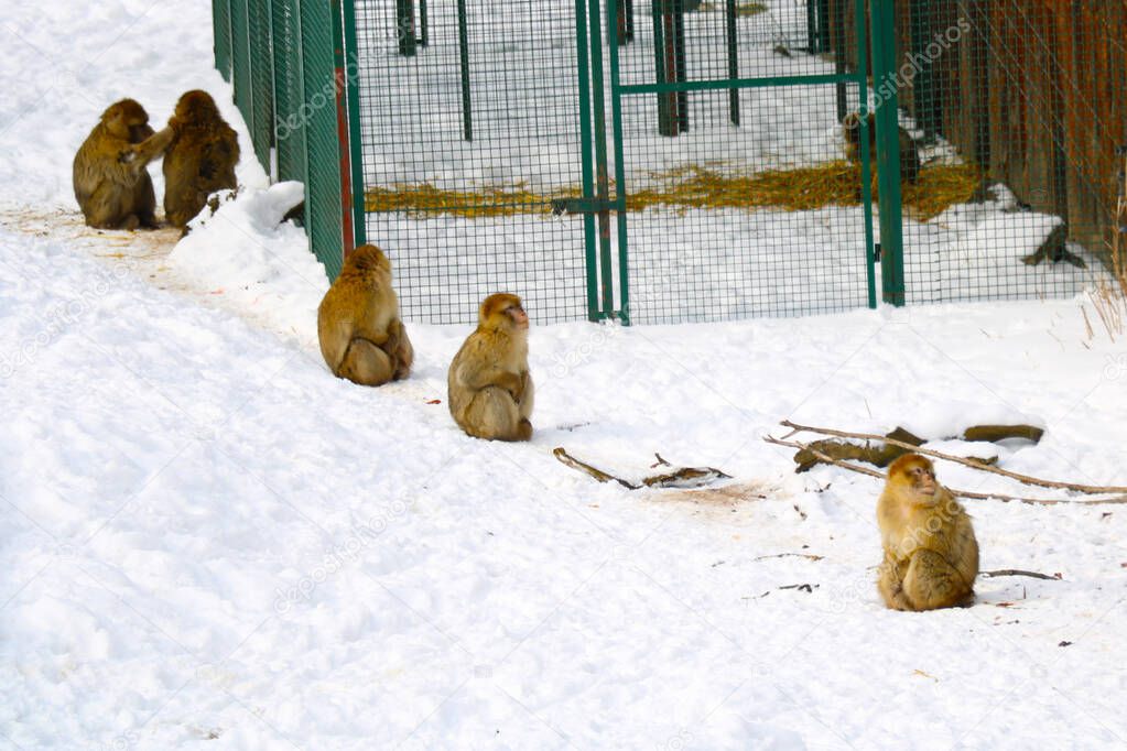 Monkeys sit in the snow on a frosty day