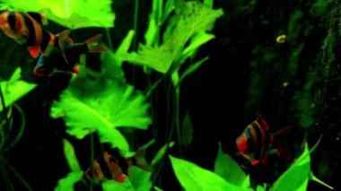 Suda yüzen küçük balıklara yakın çekim