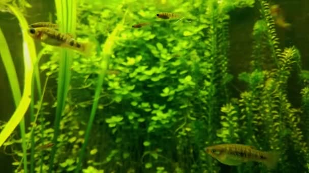 Het Aquarium Zwemmen Kleine Mooie Vissen Meditatie — Stockvideo