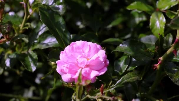 Ροζ Ανθοφόρο Τριαντάφυλλο Στον Κήπο Μια Ηλιόλουστη Μέρα — Αρχείο Βίντεο