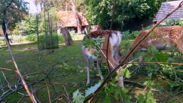 Utsikt Över Fläckiga Rådjur Äta Träd Grenar — Stockvideo