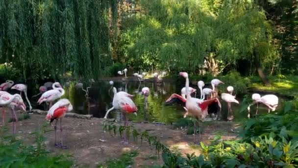 Bellissimi Fenicotteri Piedi Vicino All Acqua Nel Parco — Video Stock