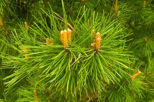 Vue Une Jeune Branche Verte Pin Épinette Dans Parc — Photo