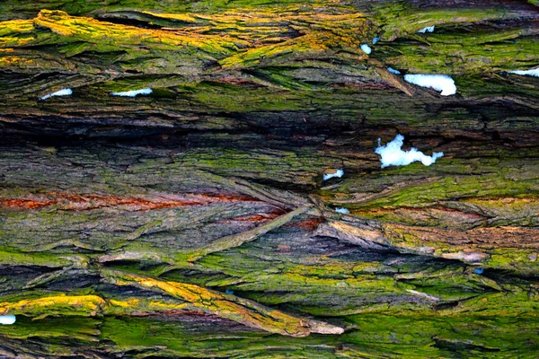 Trama Della Corteccia Del Vecchio Pino Sfondo — Foto Stock