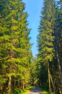 Ormandaki güzel manzaralı bir yol. Temiz hava al. Yürü