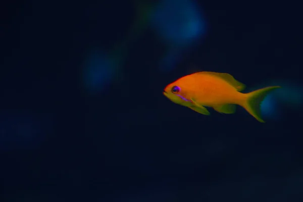 Out Focus Blurred Background Small Orange Fish Swims Water Night — Stock Photo, Image