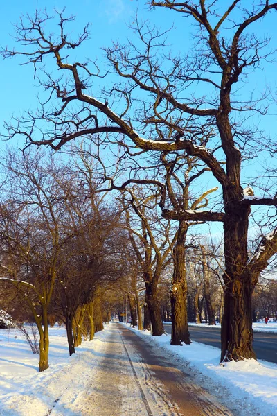 Ein Kleiner Fußweg Winter Mit Bäumen Ohne Blätter — Stockfoto