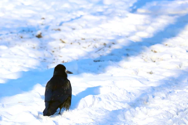 Small Black Crow Sits Snow Winter — Stock Photo, Image