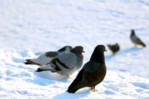 Belos Pombos Contra Fundo Neve Branca Dia Inverno — Fotografia de Stock