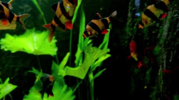 Hermosos Peces Pequeños Nadan Acuario — Vídeos de Stock