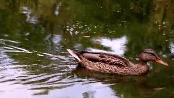 Close Wild Duck Swimming Body Water — Stock Video