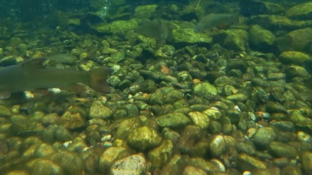 Άποψη Της Κάμερας Κάτω Από Νερό — Αρχείο Βίντεο