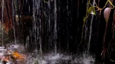 Su tropikal bitkilerin içinden akar.