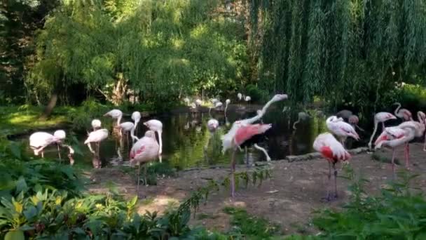 Pink Flamingos Stand Pond Wash Themselves — Stock Video