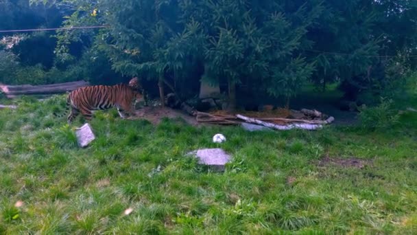 Kampf Gegen Tiger Aus Nächster Nähe — Stockvideo