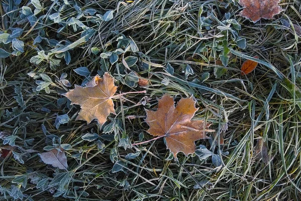 Падший Лист Лежит Траве Утренние Морозы Начало Холодной Погоды — стоковое фото