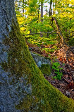 Ormanda bir ağacın gövdesinde yeşil yosun yetişiyor.