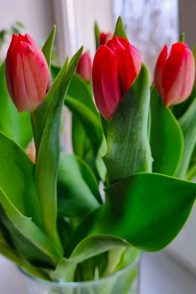 Bukiet Pięknych Tulipanów Wazonie Oknie Wesołych Świąt — Zdjęcie stockowe
