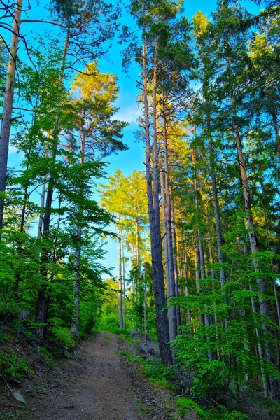 Een Klein Pad Het Groene Bos Voor Een Wandeling — Stockfoto