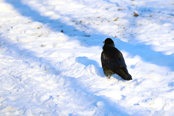 Vista Cuervo Parado Nieve —  Fotos de Stock