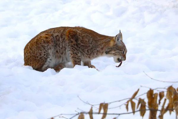 Una Lince Siede Nella Neve Mangia Prede — Foto Stock