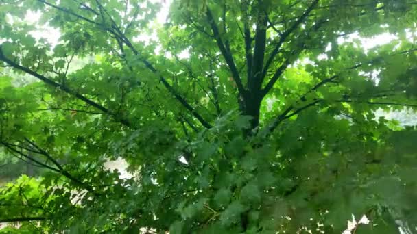 Ağacın yeşil dallarına yağmur yağıyor.. — Stok video