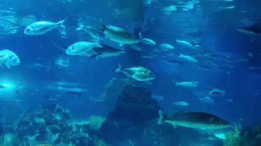 Various fish species swim in a serene underwater environment, showcasing the beauty of marine life. the clear blue waters reveal intricate details of fish scales and aquatic plants, ocean biodiversity.
