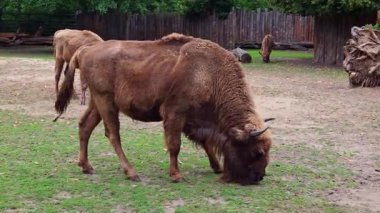 European bison in a wooded enclosure grazes on green grass. the scene highlights conservation efforts, showcasing the majestic animal in a natural setting, surrounded by a rustic wooden fence and forested backdrop.