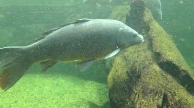 Freshwater fish gracefully swim near a submerged log, surrounded by the serene, green hue of an aquarium environment. the scene tranquility and natural beauty of aquatic life.