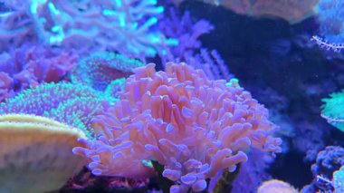 Vibrant coral reef teeming with exotic marine life, showcasing colorful corals and rich biodiversity. perfect for promoting ocean conservation, marine education, or aquarium decor themes. captures the beauty and complexity of underwater ecosystems.