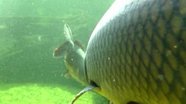 A detailed underwater view focusing on the scales of a carp fish in a sunlit freshwater habitat. the scene highlights the aquatic environments natural light and the delicate balance of water life, offering a glimpse into underwater life.