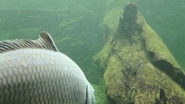 A fish swims near a sunken log in murky, greenish waters, showcasing a natural aquatic environment. the scene textures and patterns of aquatic life and submerged wood, offering a glimpse into an underwater ecosystem.