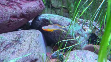 Vibrant paradise fish swim gracefully among smooth rocks and aquatic plants in a freshwater aquarium setting. the close-up view highlights their vivid colors and dynamic fins, creating a serene underwater atmosphere suitable for nature themes.
