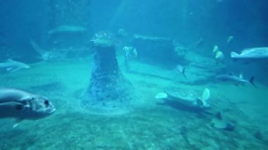 Mercan ve kaya oluşumları etrafında yüzen çeşitli deniz canlılarının yer aldığı sualtı sahneleri. Deniz kaplumbağası, deniz kaplumbağası ve doğal deniz yatağı, okyanus keşfi ve deniz biyolojik çeşitliliği temaları için idealdir..