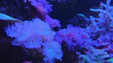 Canlı bir sualtı sahnesi parlayan deniz şakayıkları ve deniz bitkileriyle çeşitli bir mercan bahçesi sergiliyor. Mercanların canlı renkleri büyüleyici ve huzurlu bir su atmosferi yaratır..
