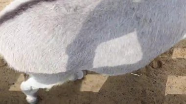 Açık gri tüylü bir hayvanın detaylı görüntüsü. Potansiyel olarak bir eşek ya da benzer bir yaratık. Sırtında belirgin bir gölge var. Kumlu zemin ve bacakların kısmi görünümü doğal ortama bağlam ekler.