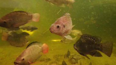 Canlı ve çeşitli tropikal balıklar akvaryum ortamında zarifçe yüzerler. Su altı ayarı, yeşilimsi bir zemin karşısında canlı renklerine ve karmaşık desenlerine odaklanmış çeşitli balık türleri sergiliyor..