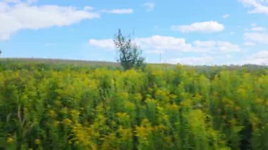 Tüylü bulutlarla kaplı parlak mavi bir gökyüzünün altında yemyeşil yeşillikler ve canlı sarı kır çiçekleriyle dolu pitoresk bir çayır. Yalnız bir ağaç belirgin bir şekilde duruyor, dingin manzaraya derinlik ve denge ekliyor..