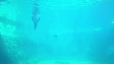 Su yüzeyinin altındaki bir manzara, dingin turkuaz mavisi bir ortamda yüzen bir su canlısını gösteriyor. Sahne, keşifleri ve sakinlik duygusunu doğa temalı projeler veya su tasarımları için mükemmel hale getiriyor..