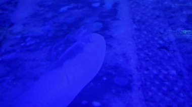 Derin mavi bir su ortamında deniz yaşamının yer aldığı sakin bir sualtı sahnesi. Görüntü, okyanus ortamlarının gizemini ve sükunetini vurguluyor. Deniz ekosistemlerinin güzelliğini vurguluyor ve canlı ama sakinleştirici tonlarını vurguluyor..