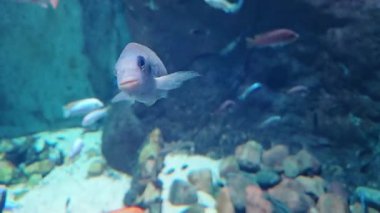 Canlı bir akvaryumda yüzen çeşitli balıkların yakın çekim görüntüsü renkli kayalar ve dingin bir atmosferle doğal su yaşamını gözler önüne seriyor. Sahne, temiz su ve çeşitli balık türleriyle deniz biyolojik çeşitliliğini vurguluyor.