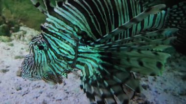Bir aslan balığının, çarpıcı, çizgili vücudunu ve hassas yüzgeçlerini gösteren yakın plan görüntüsü. Renkli desenler, doğal bir mercan resifinin ortasındaki balıkların güzelliğini vurgular, deniz biyolojik çeşitliliği hakkında bilgi verir..