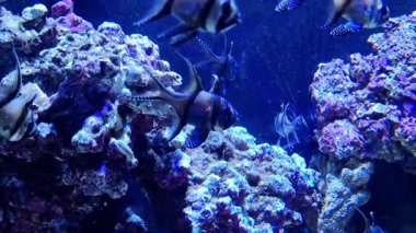 Renkli balıklar karmaşık mercan oluşumlarının etrafında yüzerek dinamik bir sualtı sahnesi oluştururlar. Canlı maviler ve morlar ışığı yansıtıyor, dingin bir akvaryum ortamında çeşitli deniz yaşamları sergiliyor. Su temalı tasarımlar için ideal.