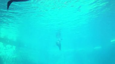 Deniz kaplumbağası temiz, turkuaz bir akvaryumda zarifçe yüzüyor. Işık suyun içinden süzülür, kaplumbağalar siluet oluşturur ve doğa ve okyanus yaşamı teması için ideal sakin bir sualtı sahnesi yaratır..