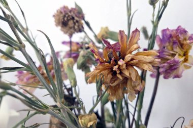 Canlı renklerde kurumuş kır çiçekleri kırsal ve sanatsal bir çiçek aranjmanı oluşturur. Hassas taç yaprakları ve gövdeleri doku ve renk ekler, ev dekorasyonu, sanat projeleri veya klasik temalı tasarımlar için mükemmeldir..