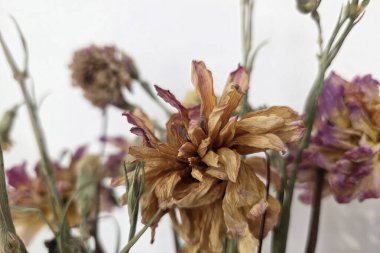 Kurumuş kır çiçeklerinin yakın çekimi karmaşık dokularını ve toprak tonlarını gözler önüne seriyor. Solmuş taç yaprakları ve sapları kırsal, doğal bir estetik yaratıyor. Nostalji, çürüme ve kırsal ev dekoru için mükemmel bir tema..