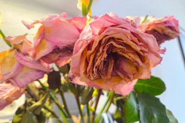 Soluk pembe yapraklarını ve dokulu katmanlarını sergileyen solmuş güllerden oluşan bir buket yakın çekim görüntüsü. Resim, sanatsal veya melankolik tasarım kavramları için ideal yaşlanma ve güzellik temalarını somutlaştırır..