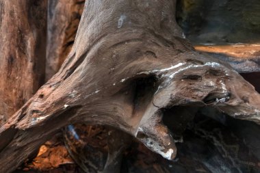 Karmaşık bir şekilde aşınmış ahşap görüntüler doğal dokular ve organik desenler sergiliyor. İnce renkler ve doğal oluşumlar orman ortamında soyut bir estetik yaratıyor..